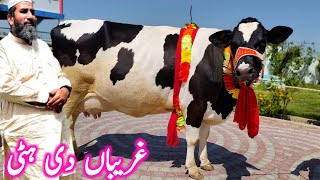 Cross Gae  Sasti Gae  Gabhan Gae  Milking Wali Taza Soe Hue Gae  Bachrian  Mandi Star [upl. by Hareemas449]