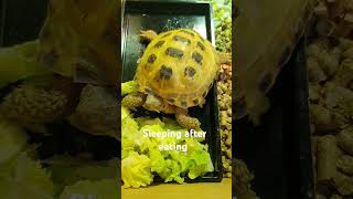 Trunky Horsefield Tortoise sleeping [upl. by Anthia]