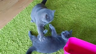 British Shorthair Cats Play Fight and then Make Up [upl. by Ellis955]