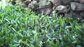 Lily of the Valley  Convallaria majalis  Flowering Groundcover for Shade [upl. by Zennie]