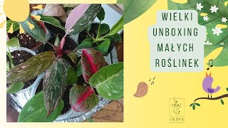 🌞Wielki unboxing maleńkich roślinek troszkę zaległy 😉nowe rośliny czyli coś co lubię najbardziej 😁 [upl. by Ybsorc]