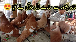 Multan Kabootar Mandi Friday Market 280624Kabootar bazz 360 [upl. by Nosde]