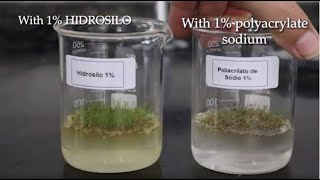 Potassium Polyacrylate HIDROSILO vs Sodium Polyacrylate  Grass Germination Test [upl. by Lib862]