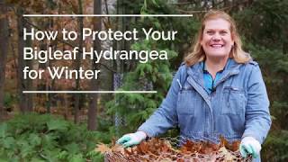 How to Protect Your Bigleaf Hydrangea for Winter [upl. by Libbna]