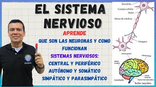 🏅SISTEMA NERVIOSO Neuronas sinapsis sistemas nervioso central periférico somático autónomo [upl. by Cummins827]