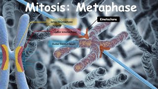 Mitosis Metaphase [upl. by Halik]