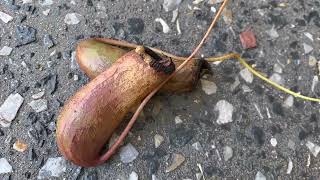 What has my carnivorous plant eaten Nepenthes ventricosa [upl. by Yriek]