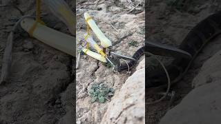 DIY Snake Trap using Scissors diy trap snake snaketrap animals wildlife pitfall shorts [upl. by Pirri]