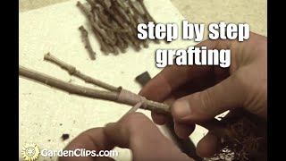 Plant Propagation by Grafting Part 1 step by step [upl. by Primrose]