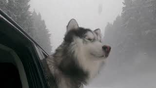 Husky LOVES wind and snow [upl. by Jermain]