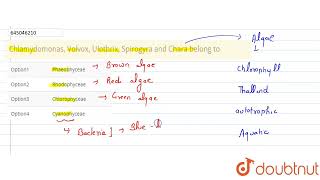Chlamydomonas Volvox Ulothrix Spirogyra and Chara belong to  CLASS 12  PLANT KINGDOM  BIOL [upl. by Nhepets]