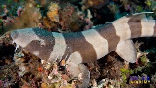 Longtail Carpet Sharks  SHARK ACADEMY [upl. by Annohsal]