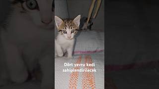 Yavru Kedi sevenlere duyrulur  çok eyi bakanlara verilecek eci Balıkçı [upl. by Prakash142]