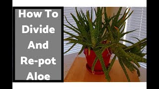 How To Divide and Repot an Overgrown Aloe Vera 112318 [upl. by Winikka]