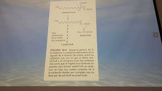 Oxidación de Acidos Grasos [upl. by Niawat]