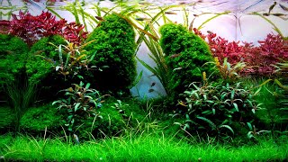 Complete Aquascaping Beginners Guide  Learn ALL The Basics [upl. by Epilef]