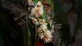 Flor de Palo de agua eljardinencasa plantas jardin jardineriaenmaceta dracena dracaena [upl. by Rednaeel671]