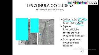 Cytologieبالعربية  3 La Membrane Plasmique  Part 4 Les Systèmes De Jonction [upl. by Aleit]