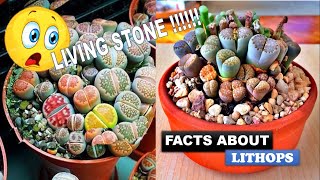 15 Interesting Facts About Lithops  Fun Facts  Weird but True [upl. by Golden]