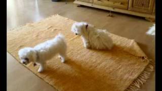 Rollige Katze mit Hunden [upl. by Ahsein]