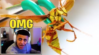 TSM Myth Reacts To STUNG by an EXECUTIONER WASP [upl. by Nylaroc]