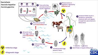 Fasciola hepatica life cycle [upl. by Akimik429]