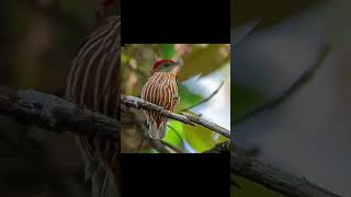 Kinglet Manakin Kuşu Dansı ile Renkli Dünyasını Keşfet [upl. by Beatrix645]