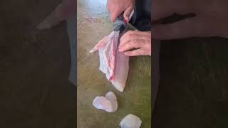 shorts How to fillet a walleye [upl. by Feeley]