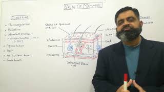 Skin of Mammals Urdu Hindi medium profmasoodfuzail Integumentary system of Mammals [upl. by Demetri]