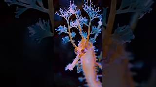 Leafy Seadragon [upl. by Rolfe488]