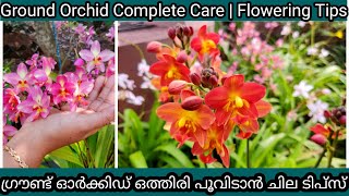 Ground Orchid Complete Care  Flowering Tips  ഗ്രൗണ്ട് ഓർക്കിഡ് നിറയെ പൂക്കളും തൈകളും ഉണ്ടാകാൻ [upl. by Pfister913]