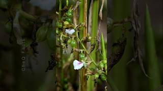 How to Grow Cardamom Using Simple Techniques plants shorts farming [upl. by Meta]