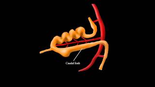 Embryological Rotation of the Midgut [upl. by Siradal]