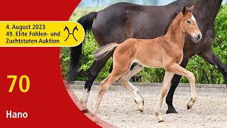 49th Verden Elite Foal OnLiveAuction Aug 4th No 70 Hano by Herakles  Dominator Z [upl. by Monte758]