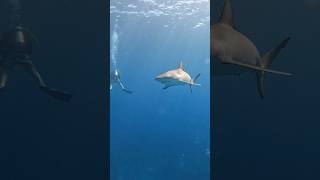 Reef shark in danger reef Bahamas shark bahamas spearfishing diving [upl. by Wilmer37]