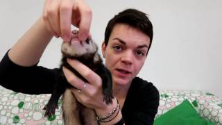 Are ferrets rodents [upl. by Charmaine]