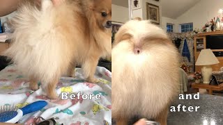 How to groom a Pomeranian dogs tail at home  step by step [upl. by Fabiolas]