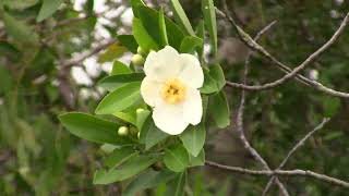 Gordonia lasianthus Loblolly Bay [upl. by Annairda495]