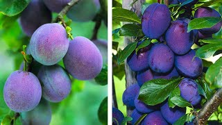 How to Plant Plums Easy Fruit Growing Guide [upl. by Tillie]