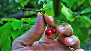 How to Identify and Find the Serviceberry aka Juneberry Tree Identification Guide Fruit Bark Leaves [upl. by Obeded]