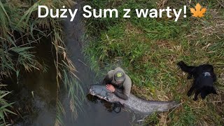 Złowiłem ogromnego suma z rzeki warty sumowa jesienna zasiadka [upl. by Ahsitul]