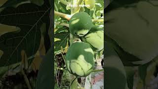 Home Garden tour part 1 shortfeed garden [upl. by Gonzales]