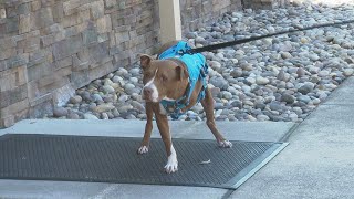 3legged dog gets 2nd chance at life thanks to FDA approved cancer treatment [upl. by Ikceb620]