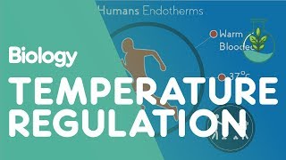 Temperature Regulation Of The Human Body  Physiology  Biology  FuseSchool [upl. by Aimo686]