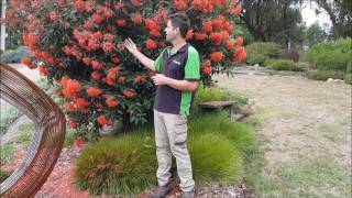 Grafted Flowering Gum Maintenance [upl. by Whall934]