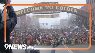 Hundreds of golden retrievers meet up in Colorado despite snow [upl. by Dabbs]