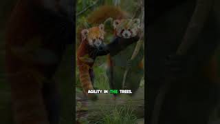 Red Panda – The Fluffy Acrobat shortvideos viralreels viralvideo animals [upl. by Plunkett]