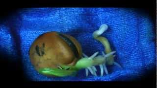 Time Lapse of Fava Bean Germination  Macro [upl. by Yemrots]