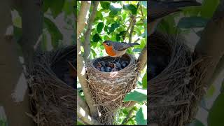 A bird sits on a nest protecting its two baby birds as they rest smartbird egret birdemic [upl. by Olympe521]