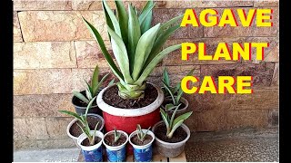 Agave plant care  propagation  Rejuvenation [upl. by Ecerehs984]